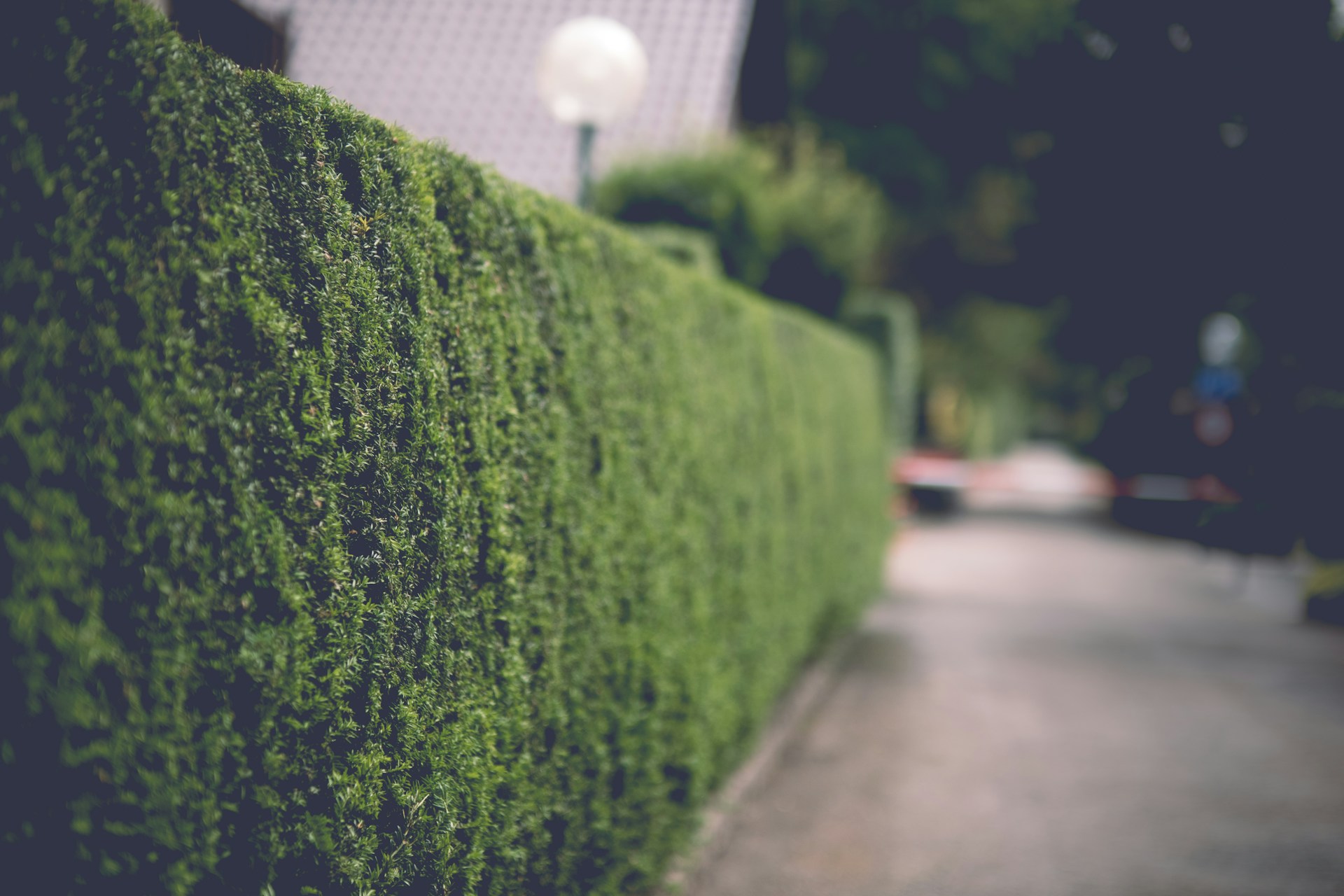 haagplanten