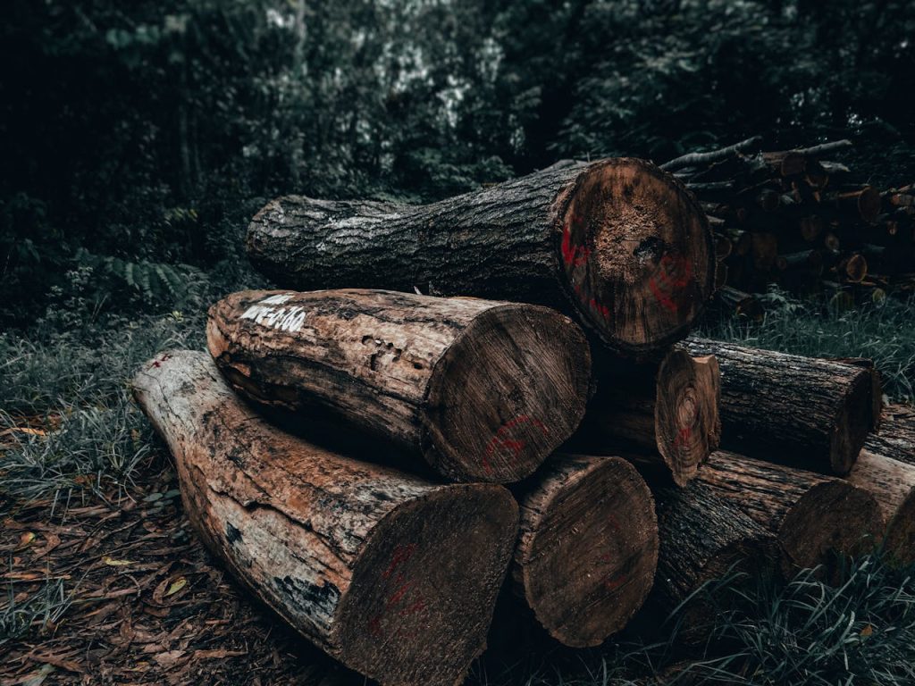 bomen laten kappen bomen laten kappen